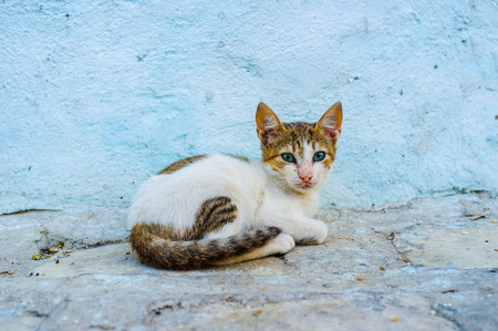 A small feral kitten sits against the blue house wall in Sousse Medina, Tunisia.