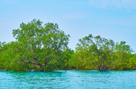 The daily trips to mangroves on Kangy river are popular among the tourists, visiting resorts and fishing villages on Bay of Bengal, such as Chaung Tha or Ngwesaung, Myanmar.の写真素材