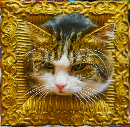 The portrait of the frowning cat, posing in the vintage gilded wooden frame.の写真素材