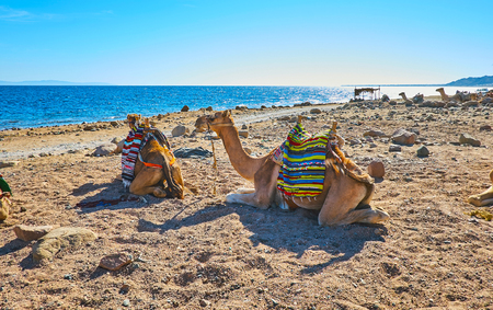 Camel safari is one of the most popular attractions of Sinai resorts, Aqaba gulf, Egypt.の写真素材