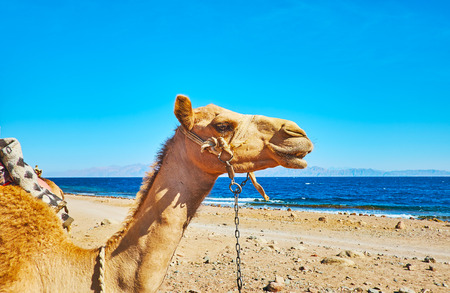 The close-up of the camel, sitting on the beach of Aqaba gulf, Dahab, Sinai, Egypt.の写真素材