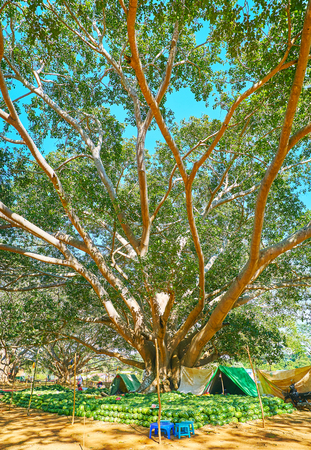 The tall spread banyan tree with stalls of the watermelon market in its shade, Pindaya, Myanmar.の写真素材
