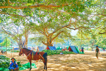 PINDAYA, MYANMAR - FEBRUARY 19, 2018:  The farmers offer tasty  watermelons and horse ride along the shady alleys of old banyan gardenのeditorial素材