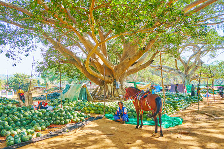 PINDAYA, MYANMAR - FEBRUARY 19, 2018:  The farmer attracts the tourists to his watermelon stall with a horse ride along the shady banyan gardenのeditorial素材