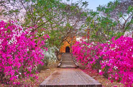 The narrow way to the ancient Buddhist shrine is lined with colorful blooming bushes of bougainvillea, Bagan, Myanmarの写真素材