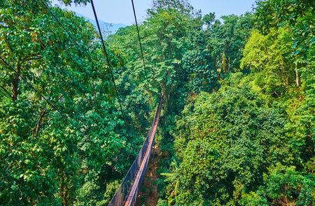 Aerial view of the deep tropical rainforest and long suspension bridges, stretching along the...