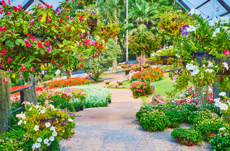 Ampelous flowers are widely spread in Mae Fah Luang garden, local gardeners grow petunia, viol, begonia, lobelia, fuchsia and others, Doi Tung, Thailandのeditorial素材