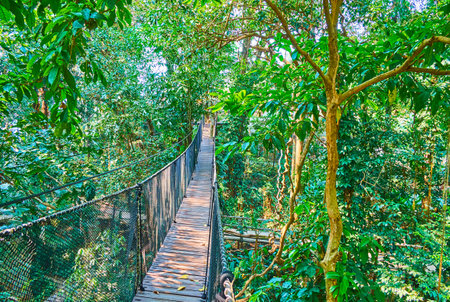 Enjoy extreme tour, walking the long hanging rope bridge in tropical forest of Tree Top Walk, Mae Fah Luang garden, Doi Tung, Chiang Rai, Thailandのeditorial素材