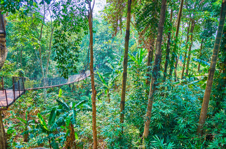 Tree Top Walk is the best chance to explore tropical rainforest with safety and comfort, Mae Fah Luang garden, Doi Tung, Thailandのeditorial素材
