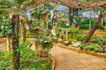 Mae Fah Luang garden boasts beautiful orchid department, containing different orchid flowers species, ferns and other plants of tropical climate, Doi Tung, Thailandのeditorial素材