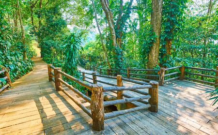 Walk through the shady alley among the lush rainforest trees of Mae Fah Luang garden, Doi Tung, Thailandの写真素材