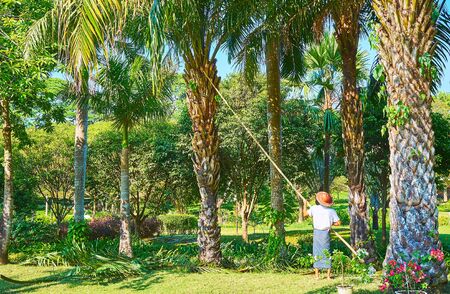 The worker of Theingottara park cuts the branches of a palm tree with telescopic pole, Yangon, Myanmarの写真素材