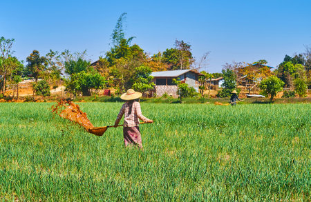 Burmese farmers work in field among the garlic plants, using primitive tools to spray the plants, Hum Pho, Myanmarのeditorial素材