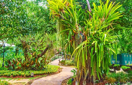 Walk the narrow curved alleyway of orchid garden, enjoy the shade and lush greenery, Rajapruek park, Chiang Mai, Thailandの写真素材