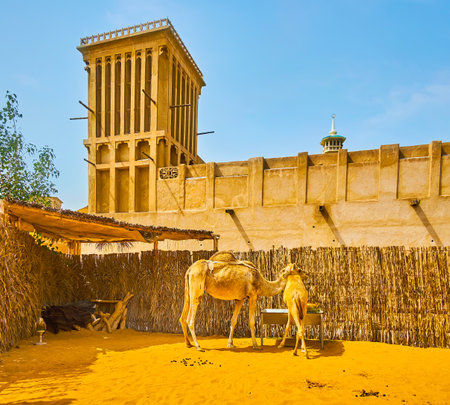 Mother and baby camels in a paddock, located in Al Fahidi historical neighborhood with old housing and barjeel windcatcher on background, Dubai, UAEのeditorial素材