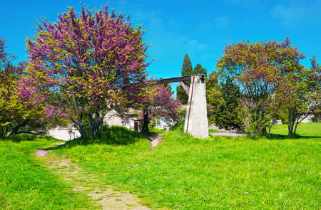The bright green lawn and blooming Judas trees in Park d'Amour, Saint-Remy-de-Provence, Franceの写真素材