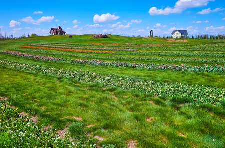 The tulip field with colorful rows with flowers and high green grasses between these rows, Dobropark arboretum, Kyiv region, Ukraineの写真素材