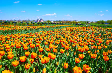 The colorful field of orange tulips, surrounded by juicy green meadows, Dobropark Arboretum, Kyiv Region, Ukraineの写真素材