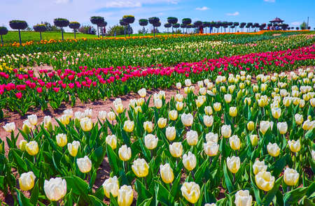 Enjoy the beauty and bright colors of the spring tulip field in Dobropark arboretum, Kyiv region, Ukraineの写真素材