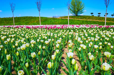 The buds and blooming flowers of white fringed tulips in the field of Dobropark Arboretum, Kyiv Region, Ukraineの写真素材