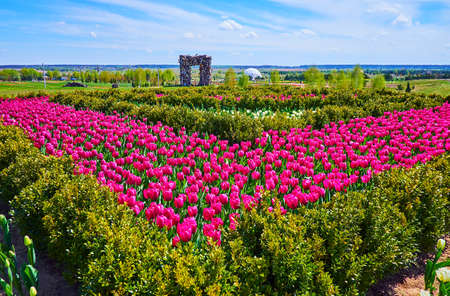 The bright scenic flower bed with purple tulips and boxwood, Dobropark Arboretum, Kyiv Region, Ukraineの写真素材
