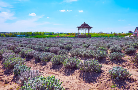 The scenic old fashioned pavilion amid lavender field in Dobropark Arboretum, Kyiv Region, Ukraineの写真素材