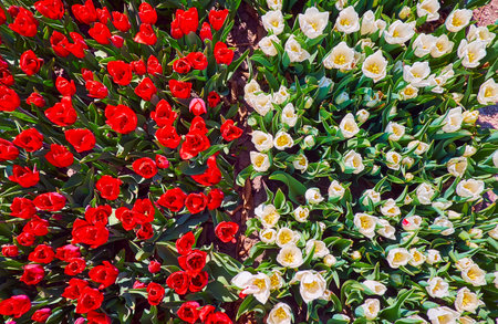 The bright red and white blooming tulips, view from above in the field of Dobropark Arboretum, Kyiv Region, Ukraineの写真素材