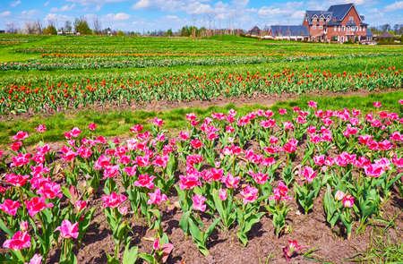 The picturesque tulip field on the plain of Dobropark Arboretum, Kyiv Region, Ukraineの写真素材