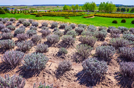 The shrubs in lavender field with a view of green lawn and ornamental garden in background, Dobropark Arboretum, Kyiv Region, Ukraineの写真素材