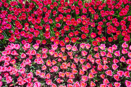 The bright purple and pink tulips in blossom from above, Dobropark Arboretum, Kyiv Region, Ukraineの写真素材