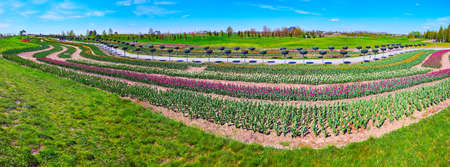 Panorama of the scenic tulip field of Dobropark arboretum with colorful winding rows of blooming flowers, Kyiv region, Ukraineの写真素材