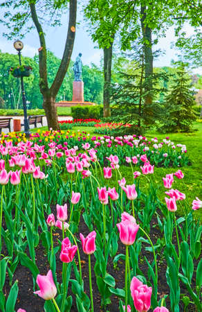 The shady green alley of Taras Shevchenko Park with colorful tulip flower beds, juicy lawn, spread trees and a view of the monument in background, Kyiv, Ukraineの写真素材
