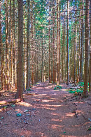 Enjoy the walk in the deep shady spruce forest with tall old trees and the narrow walkway, Bukovel, Carpathians, Ukraineの写真素材