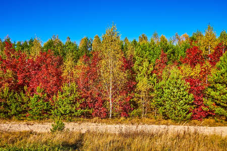 Colorful autumn forest attracts attention while driving the road, Ukraine
