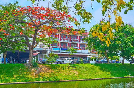 The bright orange flowers of the flame tree and the yellow flowers of caragana tree, growing on the bank of the canal of Old City Moat, Chiang Mai, Thailandの写真素材