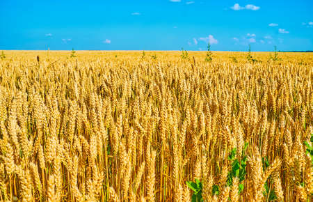 The yellow wheat field, the main agricultural cereal of Ukraineの写真素材