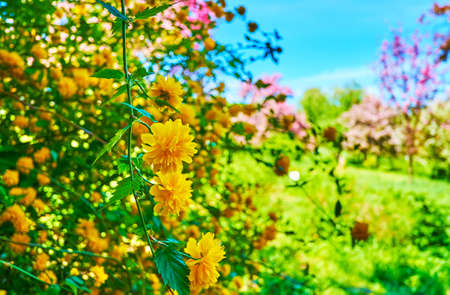 The closeup view of bright yellow flowers of the Japanese rose (Jpanese kerria) in orchard of Kyiv Botanical Garden, Ukraineの写真素材