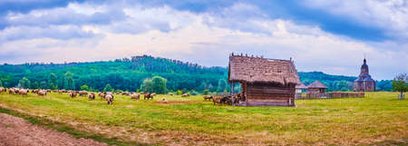 Panorama of Cossack Village Scansen with historic wooden St Nicholas Church, peasants farmhouses, grazing sheep and the scenic green meadows on the gentel hilly area, Stetsivka village, Ukraineの写真素材