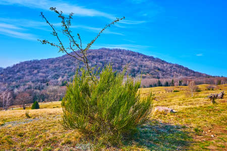The beautiful green plants amid the Alpe Vicania montane meadow, Vico Morcote, Ticino, Switzerland