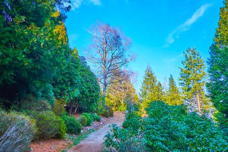 The lush conifer trees and rhododendron shrubs in beautiful mountain Parco San Grato, Carona,...