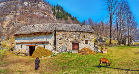 The agricultural lands of Sonogno village with old stone barns and two grazing goats against the rocky Alpine slopes, Valle Verzasca, Switzerlandの写真素材