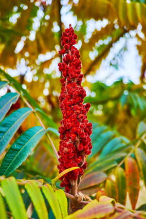 Closeup of the fruit of staghorn sumac tree with green, yellow and red autumn leaves in the backgroundの写真素材