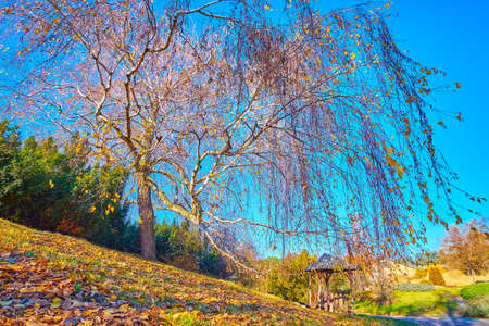 The spread birch tree with curved branches and fallen leaves under the tree, Kyiv Botanical Garden, Ukraineの写真素材