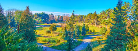 Panorama with beautiful spruces, pines, junipers, thujas and green lawn in conifer plants park of Kyiv Botanical Garden, Ukraineの写真素材