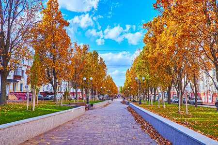The scenic park with yellow oaks and green lawn, covered with fallen leaves, Myru Avenue, Chernihiv, Ukraineの写真素材