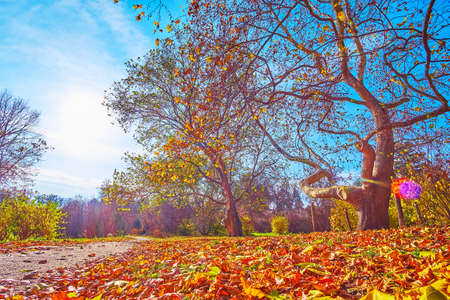 Walk down the dry autumn foliage and enjoy the weather and season in sycamore grove of Kyiv...