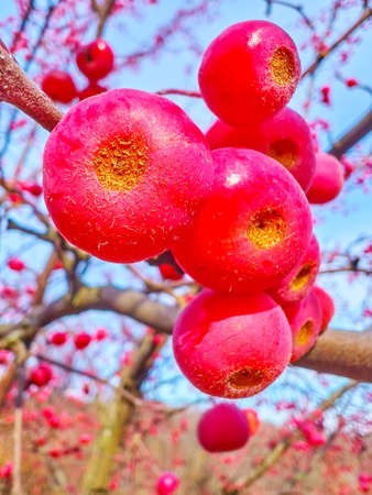 Closeup of bright red fruits of Siberian crab apple (Manchurian crab apple) on the tree in Kyiv...