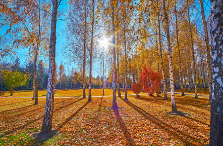 The bright sunshine through the birches in autumn park, Mezhyhirya, Ukraine