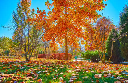 The bright yellow foliage on the tulip tree with green lawn, covered with fallen leaves in the foreground, park in Mezhyhirya, Ukraineの写真素材