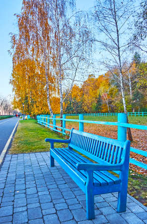 The bright blue bench in front of tall yellow birches in autumn park, Mezhyhirya, Ukraineの写真素材